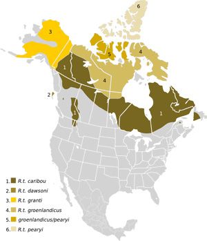 map of range of woodland caribou in Newfoundland, Saskatchewan, northern Idaho and southern British Columbia