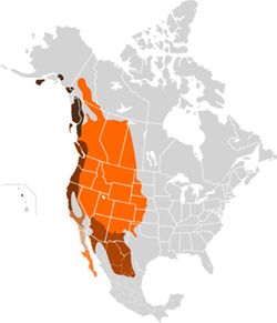map showing range of mule deer along western area of Canada, United States and south into Mexico
