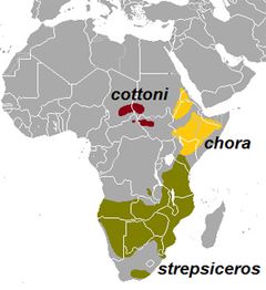 map of range of different species of kudus in Africa