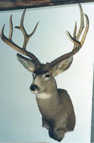 mounted mule deer